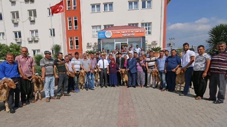 Osmaniyede yetiştiricilere 78 adet koç dağıtıldı