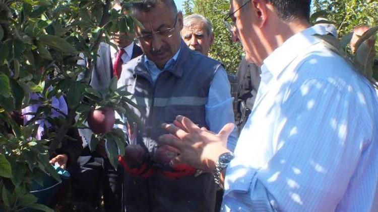 Cumhurbaşkanı Yardımcısı Oktay, Yozgatta elma hasadına katıldı