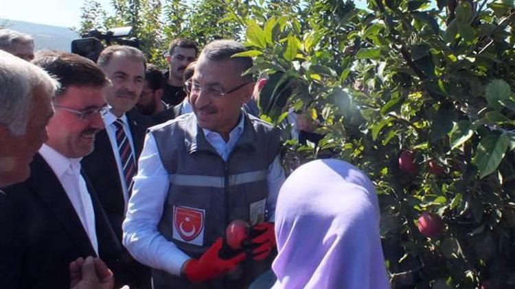 Cumhurbaşkanı Yardımcısı Oktay, Yozgat’ta elma hasadına katıldı