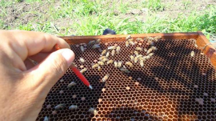 Kırklarelinde üreticilere ana arı dağıldı