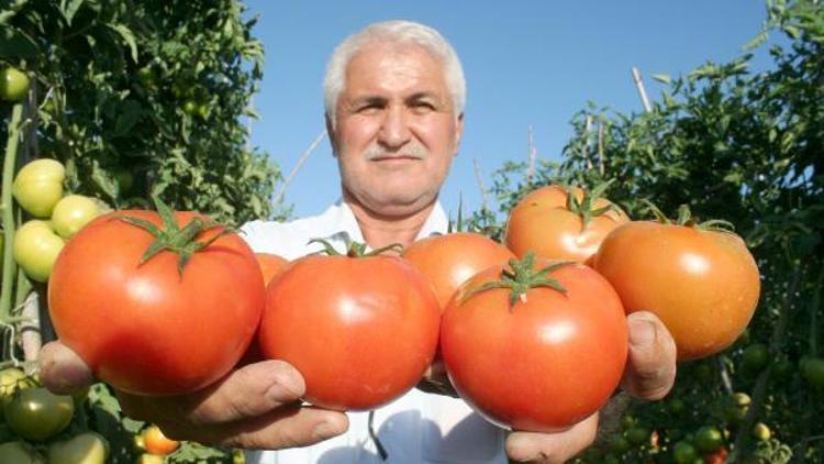 Güz domatesi, üreticinin yüzünü güldürüyor