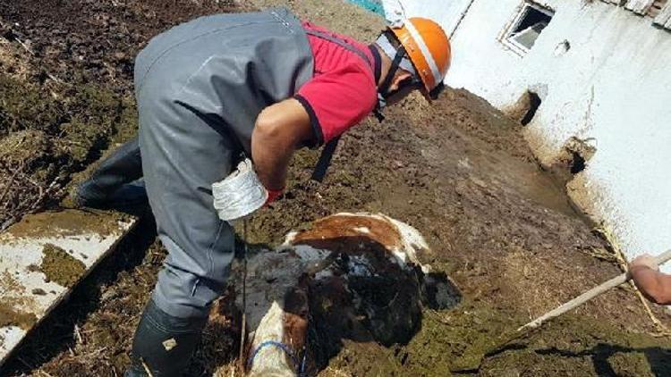 Gübre çukuruna düşen ineği itfaiye ekibi kurtardı