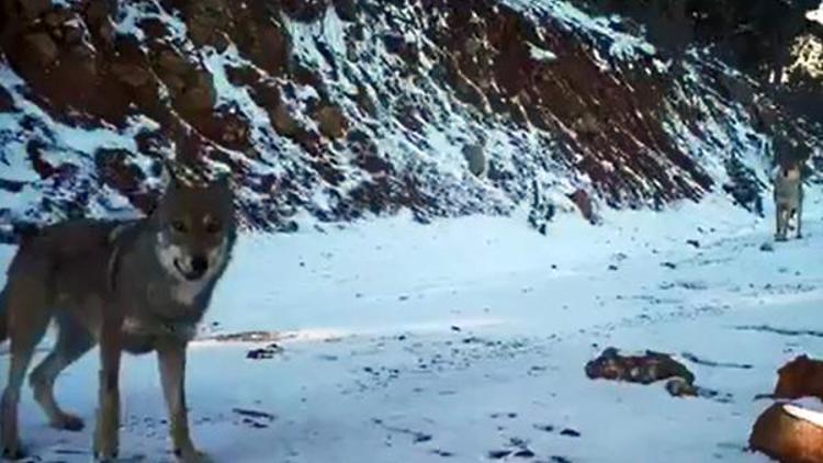 Burdurun vahşi yaşamı fotokapanda