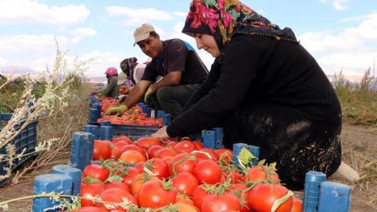 Bin dönümlük arazide 3 ortaklı sebze ve meyve üretimi