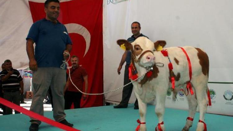 En güzel buzağı ve malaklar seçildi