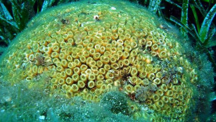 Beyazlaşmaya başlayan Akdeniz’deki taş mercan kolonilerinde ölüm tehlikesi