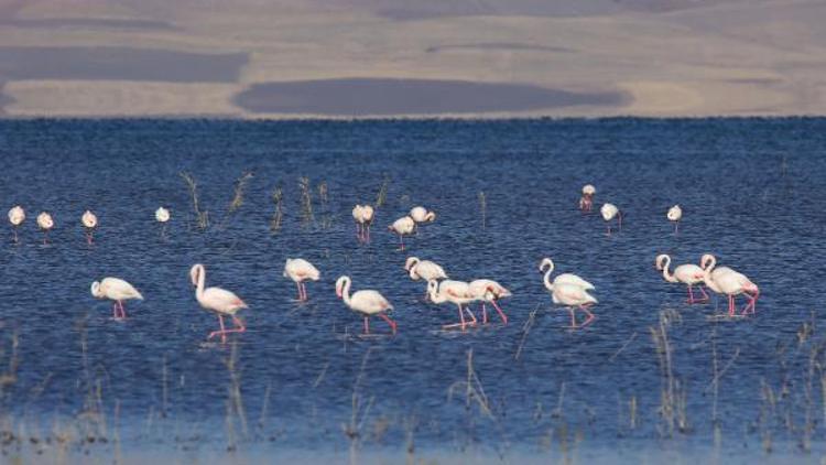Van Erçek Gölünde 8inci Flamingo Festivali yapıldı