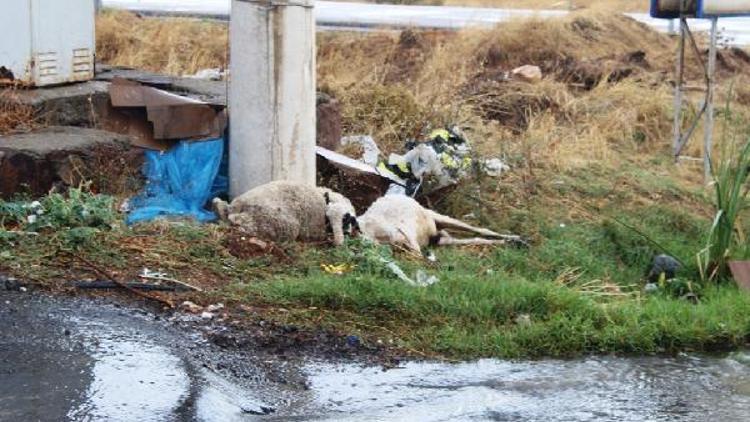 Trafo altında otlayan koyunlar akıma kapılarak telef oldu