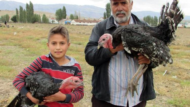 Hem okula gidiyor hem de  dedesiyle hindi güdüyor