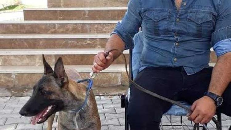Akıllı köpekler, polisle birlikte görev yapıyor