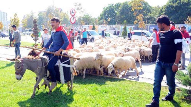 Çobanlar, koyunlarını şehir merkezinde gezdirdi