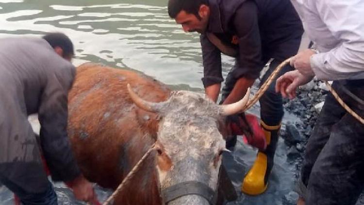 İneği düştüğü göletten itfaiye ekibi çıkardı