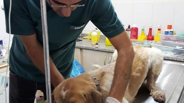 Av tüfeğiyle vurulan köpek tedaviye alındı