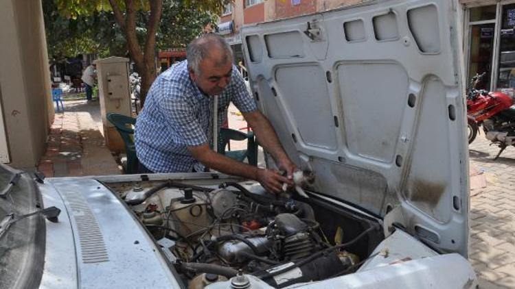 Otomobilin motor bölümüne giren kedi, ciğeri görünce dışarı çıktı