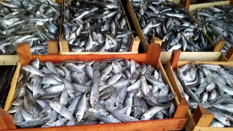 Bursada 13 ton balığa el konuldu