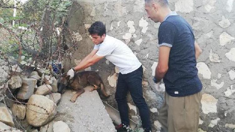 Silopide öğrenciler temizlik kampanyası sırasında köpeği kurtardı
