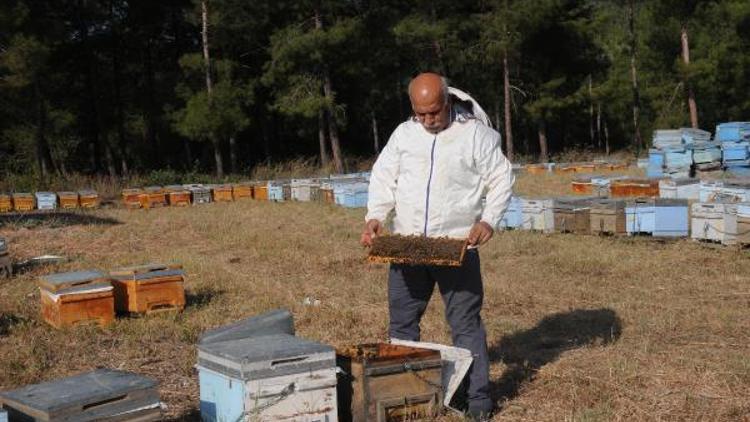 Bal rekoltesi düştü, arılar parazit tehlikesi altında