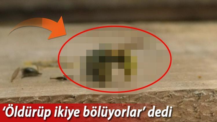 Katil arılar böyle görüntülendi