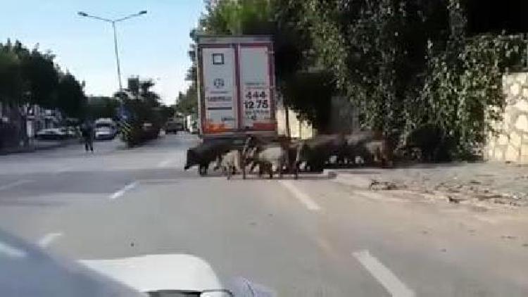 Aç kalan yaban domuzları Bodrum merkezine indi