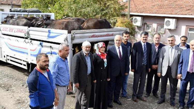 Tokat’ta genç çiftçilere manda dağıtıldı