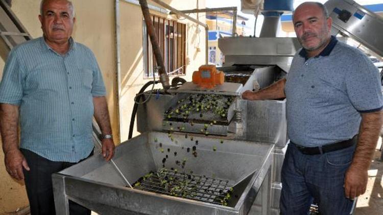 Reyhanlı’da zeytin hasadı başladı