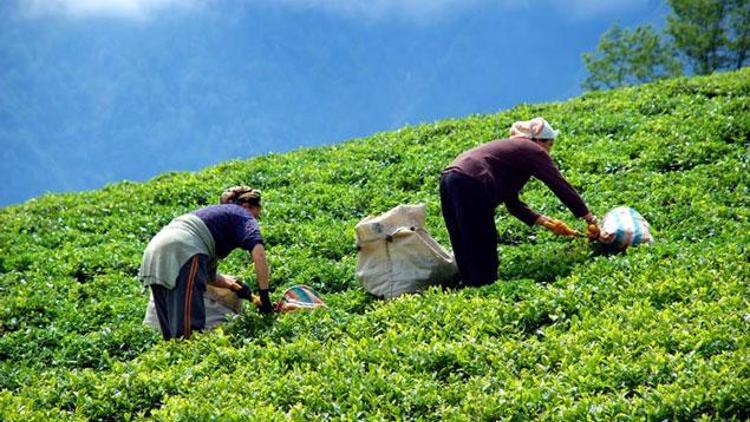 ÇAYKURun 2018 yılı yaş çay alımı rekorla tamamlandı