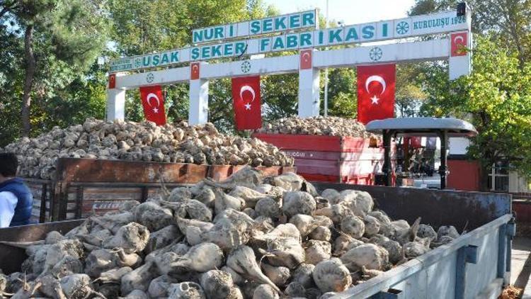 Uşakta pancar alım kampanyası başladı