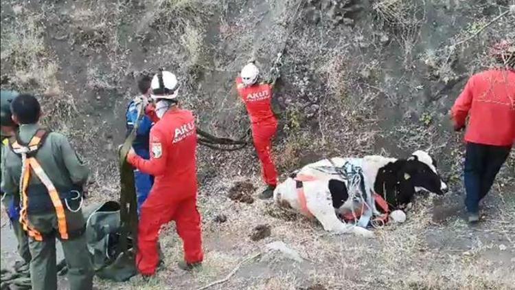 Hamile inek helikopterle kurtarıldı