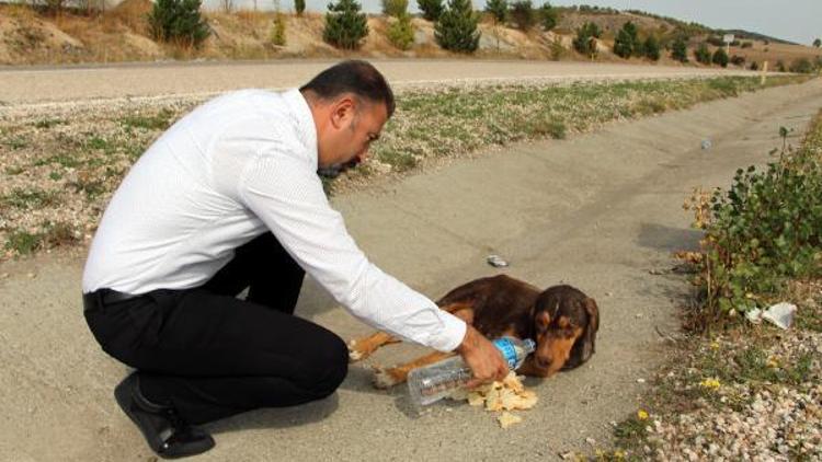 Otomobille çarptığı köpeğin başında yardım gelene kadar bekledi