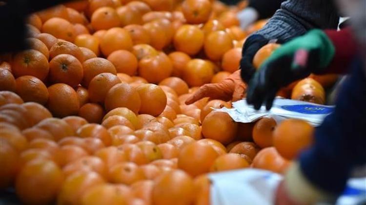 Adana’da portakal üretimi arttı