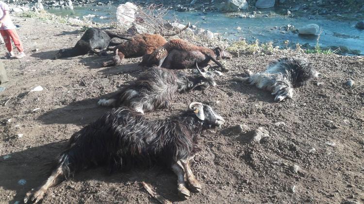 Kurt ağıla girdi, 24 hayvan telef oldu