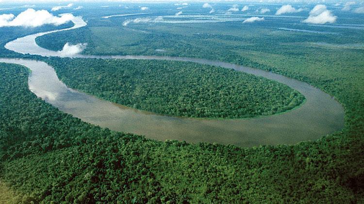 Brezilya kadar orman gerekli