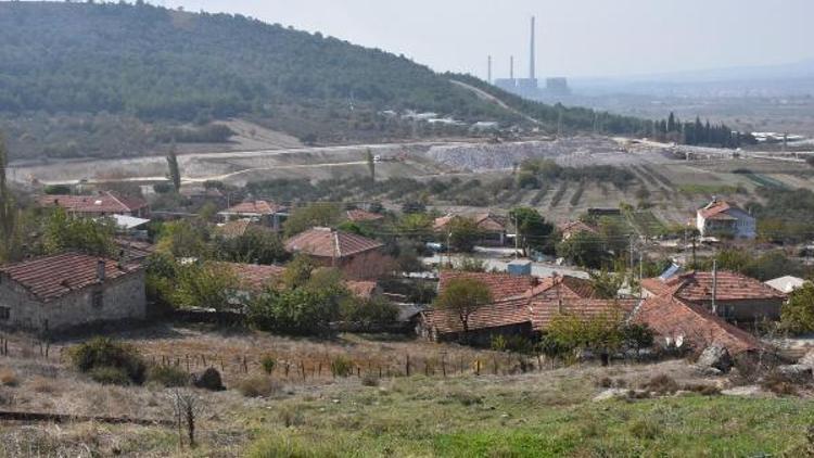 Yırcada yeniden oluşturulan zeytinlikte ilk hasat