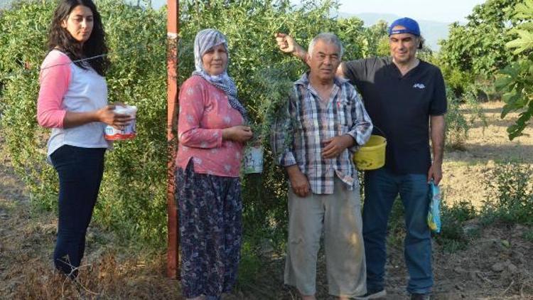 Goji berry yetiştiren çift, siparişlere yetişemiyor