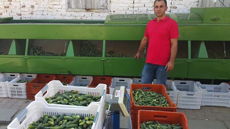 Kornişon salatalık üreticiye tam zamanında yetişti