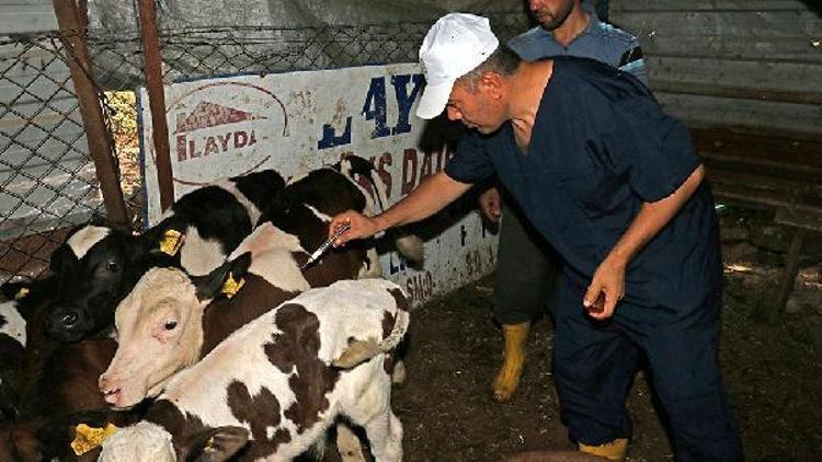 Osmaniyede şap aşılama çalışmasına başlandı