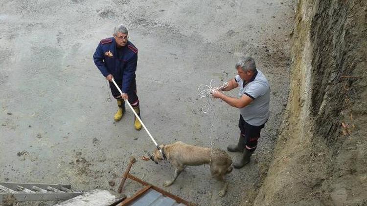 İnşaat alanında çukura düşen köpeği itfaiye ekibi kurtardı