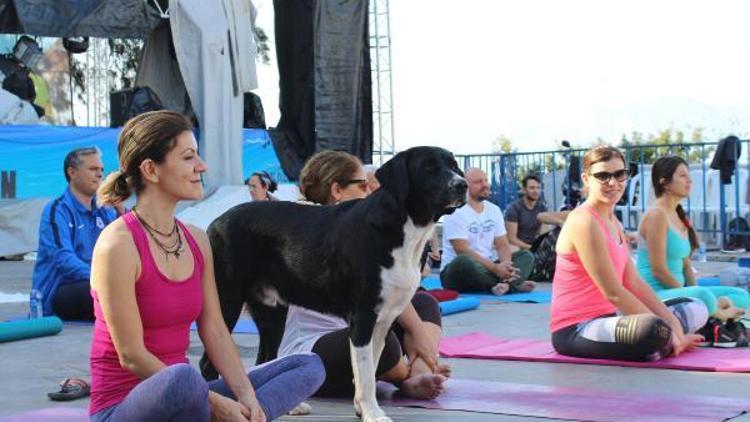 Yoga etkinliğinde sokak köpekleri sürprizi