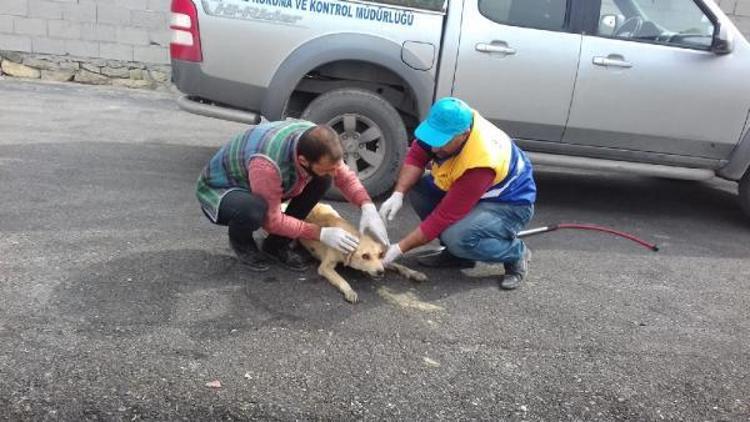 Kanser köpeğe kemoterapi