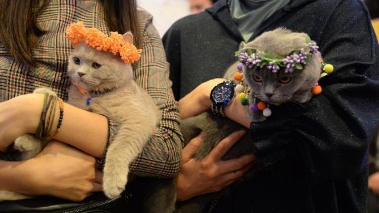 Ankarada Kedi Güzellik Festivali