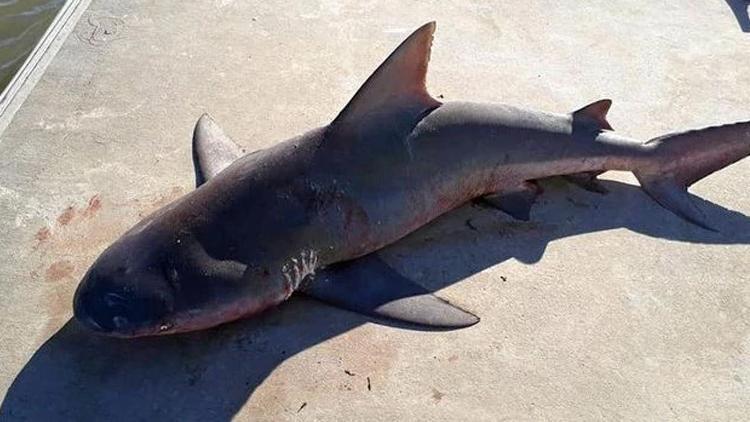 Avustralya’da tekneye atlayan köpek balığı korkuttu