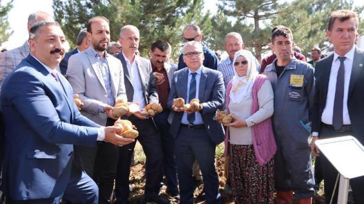 Milli ve yerli patatesler tarla gününde hasat edildi