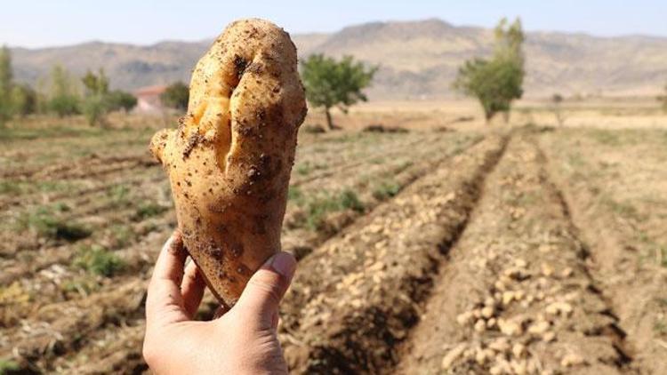 Yerli patatesler hasat edildi