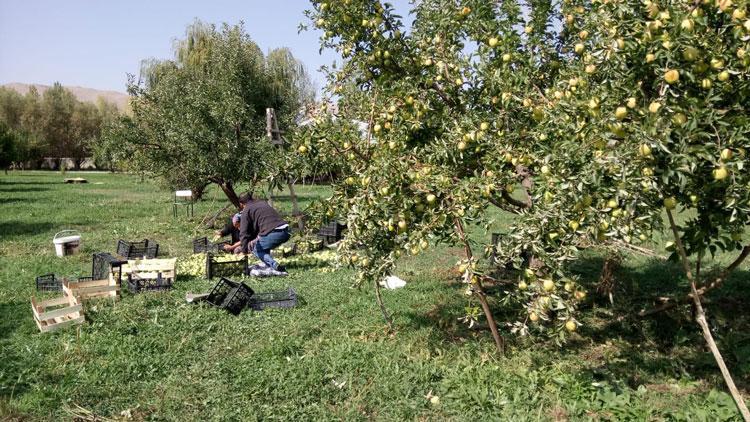 Gürpınar’da elma hasadı başladı