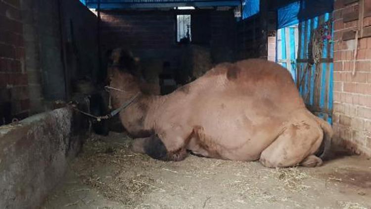 Saldırgan deve kesildi, sahibi toprağa verildi