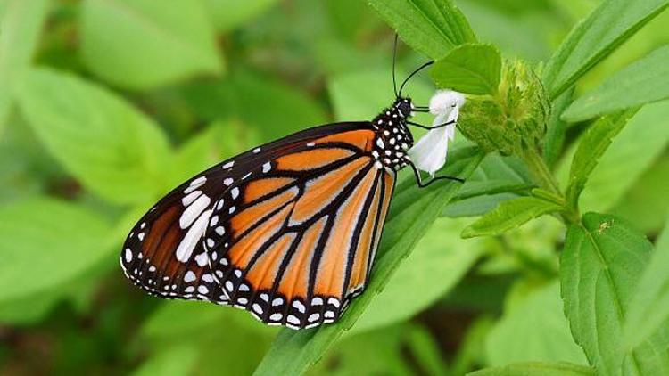 Hindistanda 3 yeni kelebek türü keşfedildi