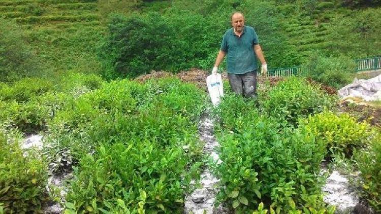 Çay tarımında mucize; 3 kat verim elde edilen gübre bulundu