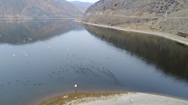 Enerji üretimi için kurulan baraj Türkiye’nin yeni kuş cenneti oldu