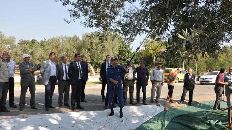 Didimde zeytin hasadı anıt ağaçlardan alınan ürünle başladı