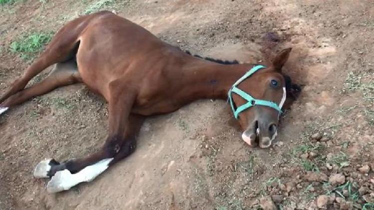 Şanlıurfada şüpheli yarış atı ölümleri